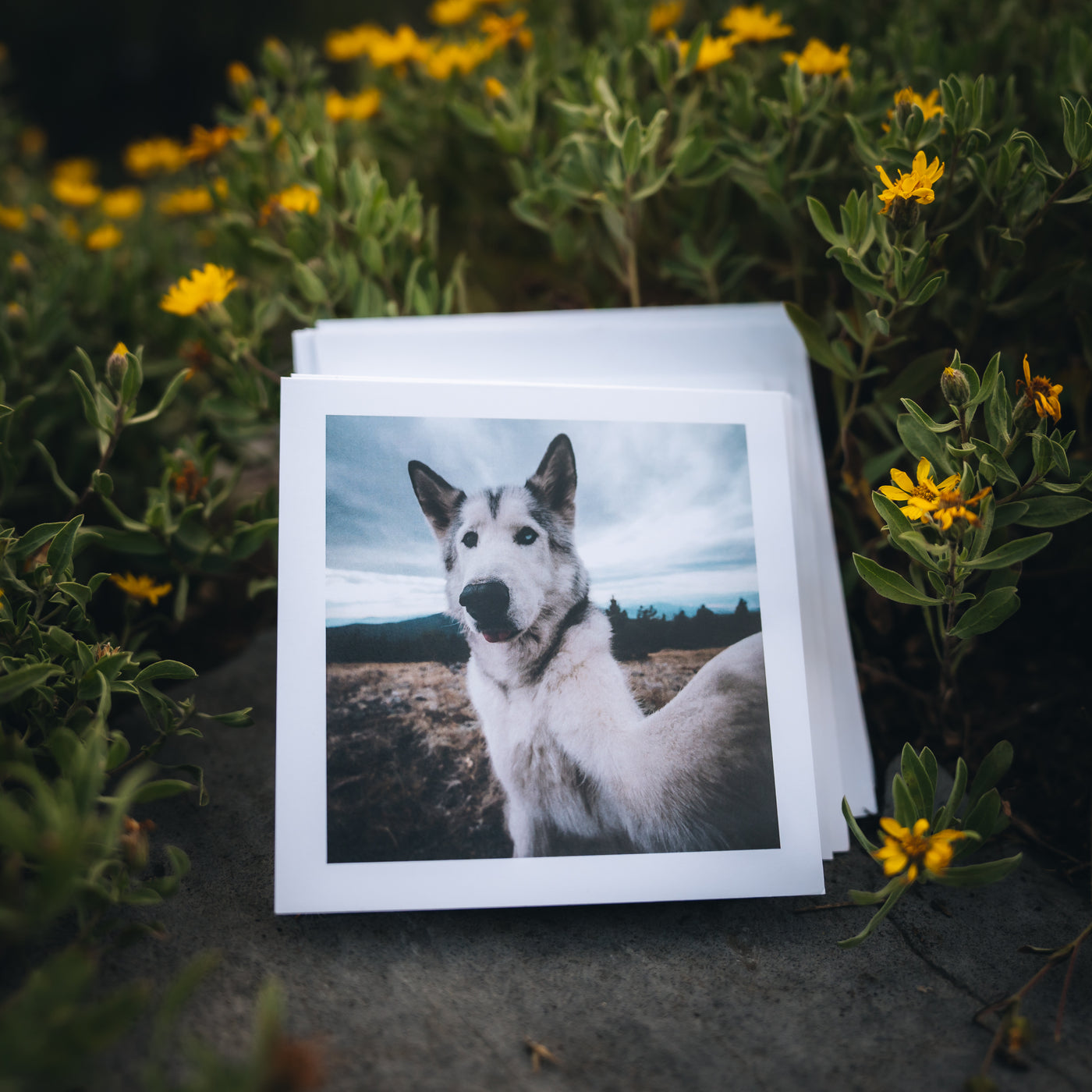 Greeting Card Bundle