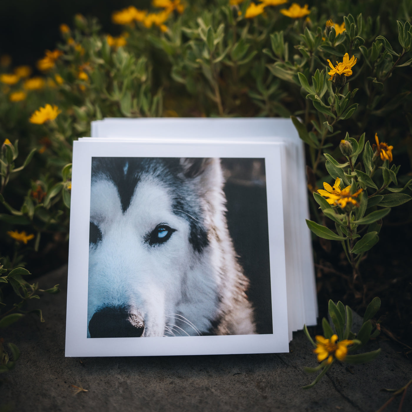 Greeting Card Bundle