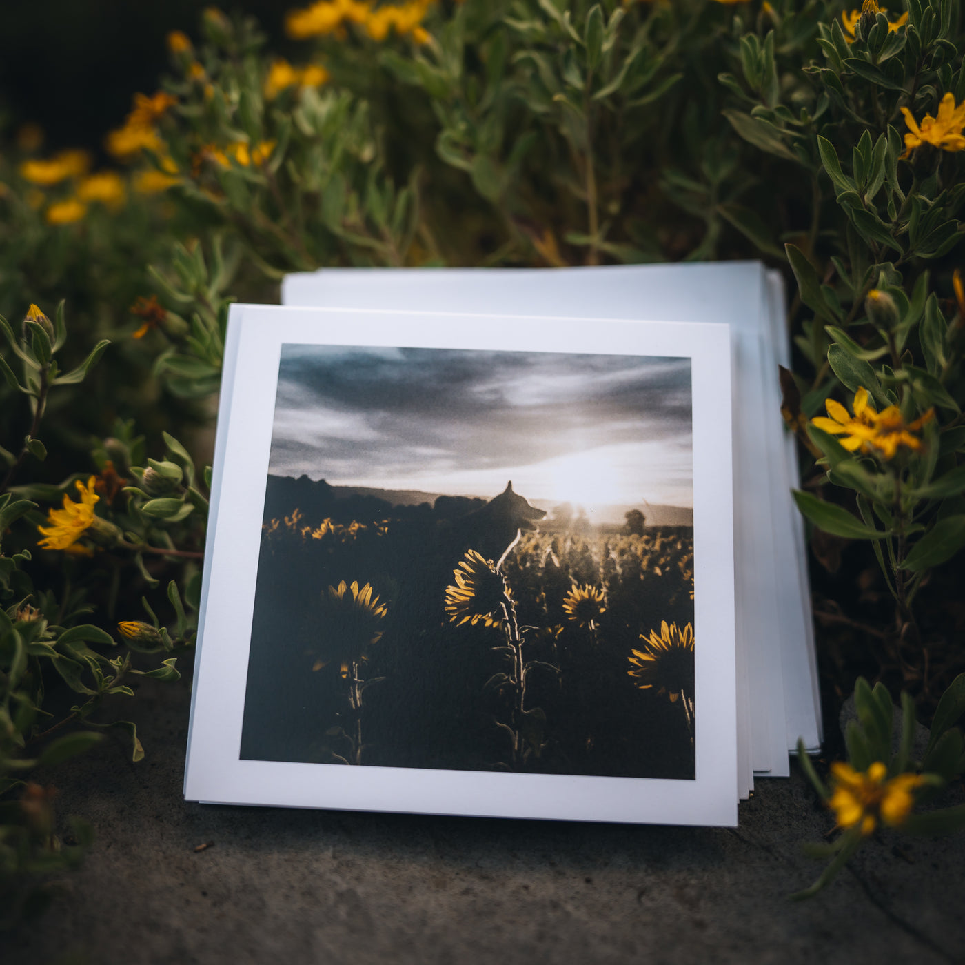 Greeting Card Bundle