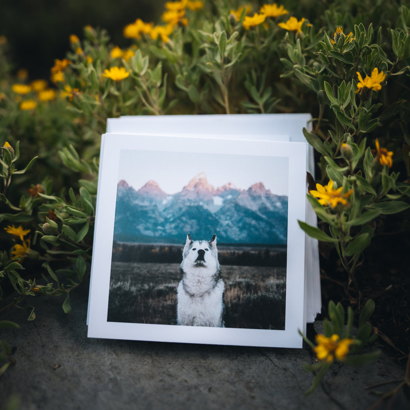 Greeting Card Bundle