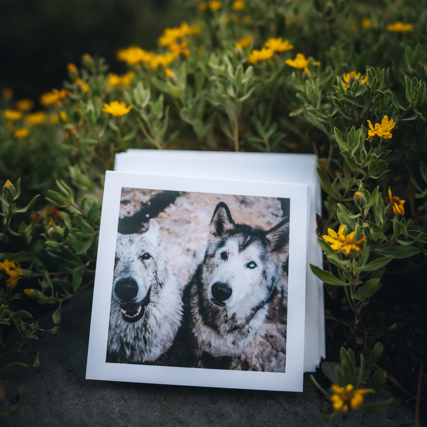 Greeting Card Bundle