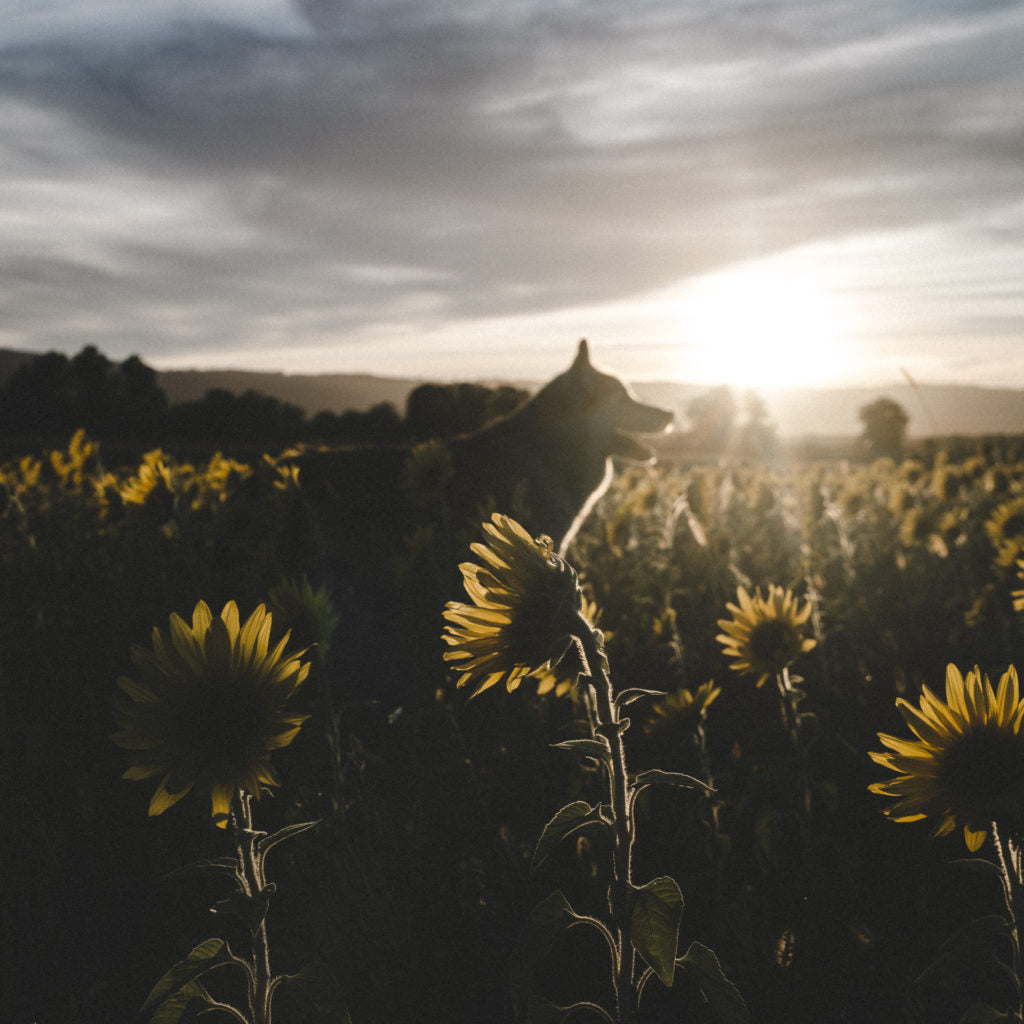 Sunsets and Sunflowers - 08