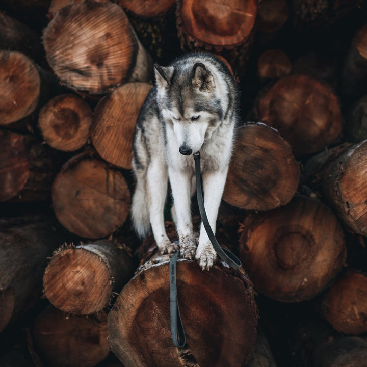 LokiLeather Dog Leash 4ft – Loki The Wolfdog