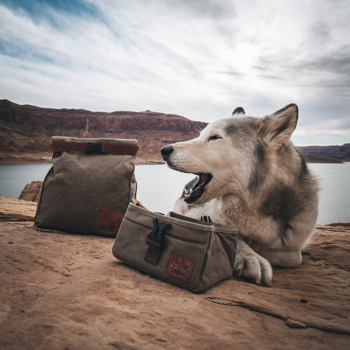 Collapsible Food Bowl – Loki The Wolfdog