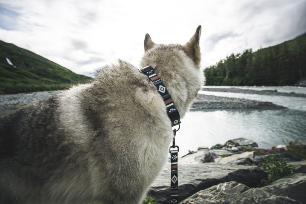 LokiWolf Dog Collar