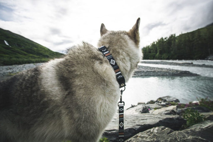 LokiWolf Dog Collar Loki The Wolfdog